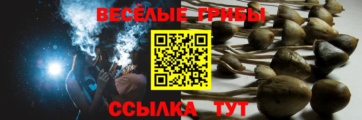 Ртищево  Галлюциногенные грибы прущие грибы  Вход с VPN 